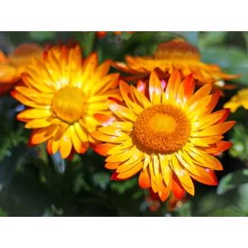 Calendula flower Rosmarinus 1 - Rosmarinus (koreni-krumlov.cz / platce DPH) 
