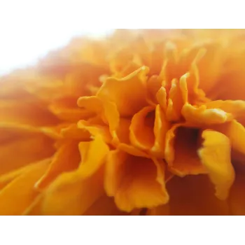 Calendula flower, no calyx Rosmarinus 1 - Rosmarinus (koreni-krumlov.cz / platce DPH) 