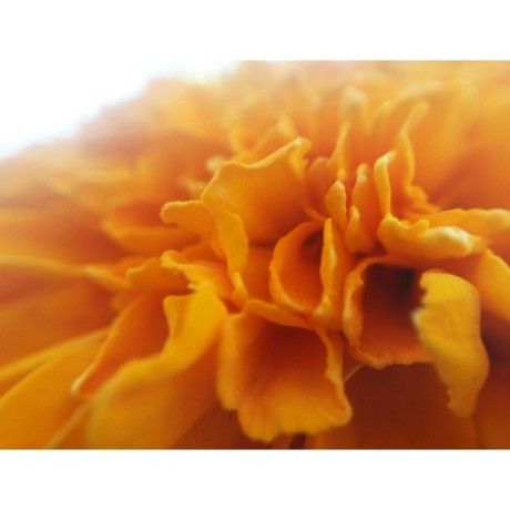 Měsíček KVĚT BEZ KALICHA Rosmarinus 1 - Rosmarinus (koreni-krumlov.cz / platce DPH) 