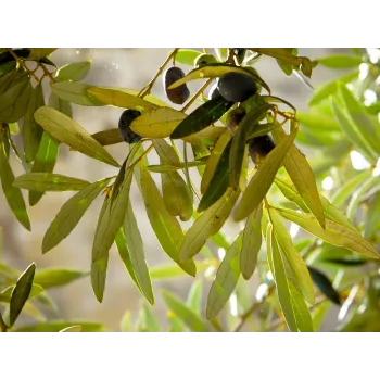 Oliva leaves Rosmarinus 1 - Rosmarinus (koreni-krumlov.cz / platce DPH) 