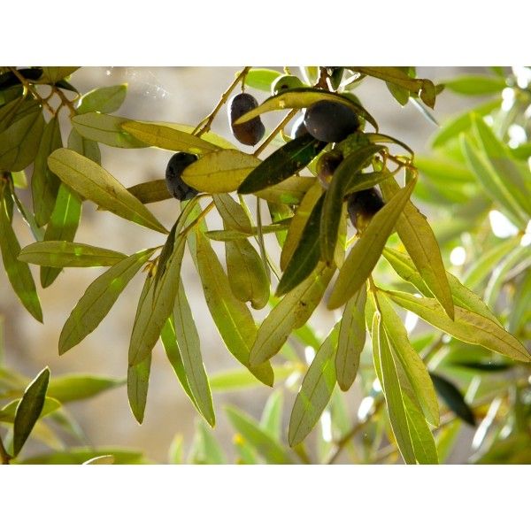 Oliva list 50g Rosmarinus 1 - Rosmarinus (koreni-krumlov.cz / platce DPH) 