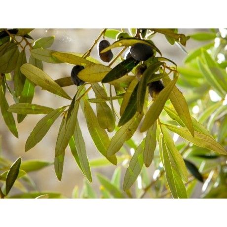 Oliva list 50g Rosmarinus 1 - Rosmarinus (koreni-krumlov.cz / platce DPH) 