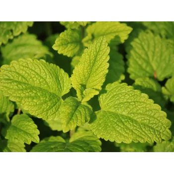 Lemon balm stem Rosmarinus 1 - Rosmarinus (koreni-krumlov.cz / platce DPH) 