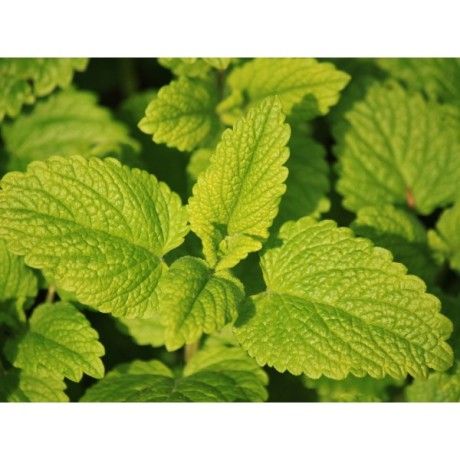 Meduňka nať 50g Rosmarinus 1 - Rosmarinus (koreni-krumlov.cz / platce DPH) 