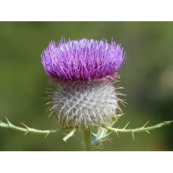Milk thistle fruit Rosmarinus 1 - Rosmarinus (koreni-krumlov.cz / platce DPH) 