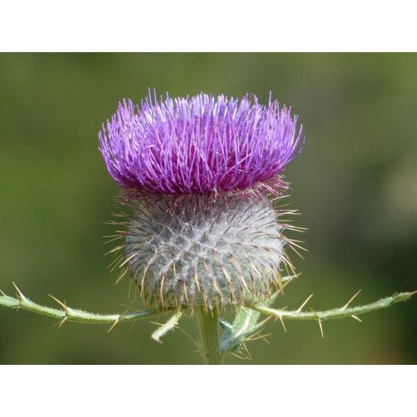 Milk thistle fruit Rosmarinus 1 - Rosmarinus (koreni-krumlov.cz / platce DPH) 
