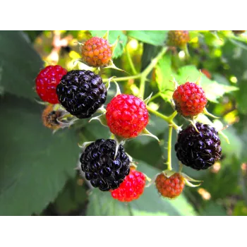 Blackberry leaves Rosmarinus 1 - Rosmarinus (koreni-krumlov.cz / platce DPH) 
