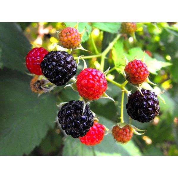 Blackberry leaves Rosmarinus 1 - Rosmarinus (koreni-krumlov.cz / platce DPH) 