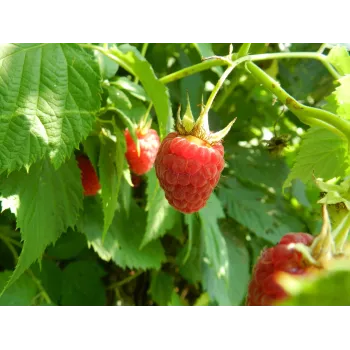 Raspberry leaves Rosmarinus 1 - Rosmarinus (koreni-krumlov.cz / platce DPH) 