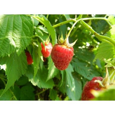 Raspberry leaves Rosmarinus 1 - Rosmarinus (koreni-krumlov.cz / platce DPH) 