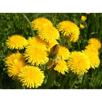Dandelion leaves [product.brand] 1 - Rosmarinus (koreni-krumlov.cz / platce DPH) 