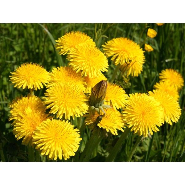 Pampeliška list [product.brand] 1 - Rosmarinus (koreni-krumlov.cz / platce DPH) 