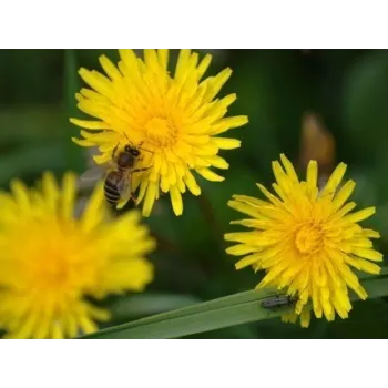 Dandelion root Rosmarinus 1 - Rosmarinus (koreni-krumlov.cz / platce DPH) 
