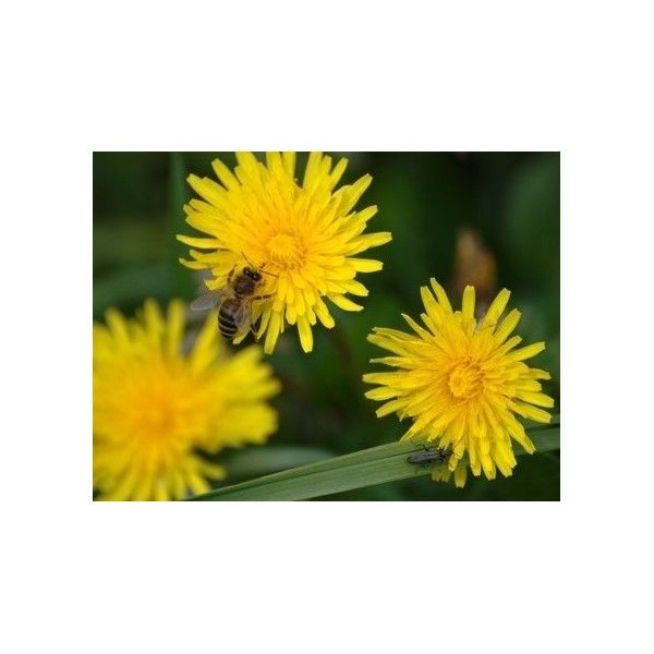 Pampeliška kořen Rosmarinus 1 - Rosmarinus (koreni-krumlov.cz / platce DPH) 