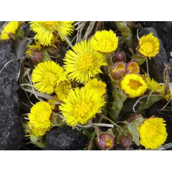 Podběl list 50g Rosmarinus 1 - Rosmarinus (koreni-krumlov.cz / platce DPH) 