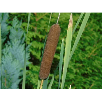 Calamus sweet flag Rosmarinus 1 - Rosmarinus (koreni-krumlov.cz / platce DPH) 