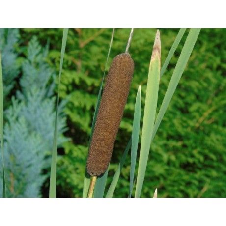 Puškvorec kořen Rosmarinus 1 - Rosmarinus (koreni-krumlov.cz / platce DPH) 