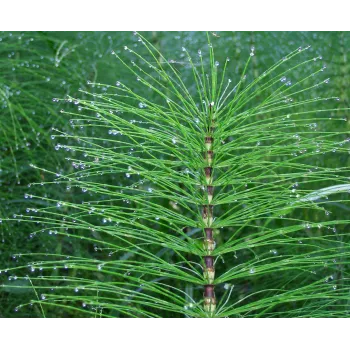 Horsetail stem Rosmarinus 1 - Rosmarinus (koreni-krumlov.cz / platce DPH) 