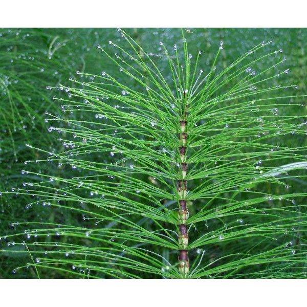 Přeslička nať Rosmarinus 1 - Rosmarinus (koreni-krumlov.cz / platce DPH) 