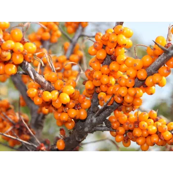Sea buckthorn Rosmarinus 1 - Rosmarinus (koreni-krumlov.cz / platce DPH) 