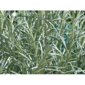 Rosemary Rosmarinus 1 - Rosmarinus (koreni-krumlov.cz / platce DPH) 