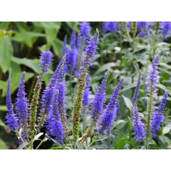 Speedwell stem Rosmarinus 1 - Rosmarinus (koreni-krumlov.cz / platce DPH) 