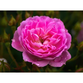 Růže stolistá květ 