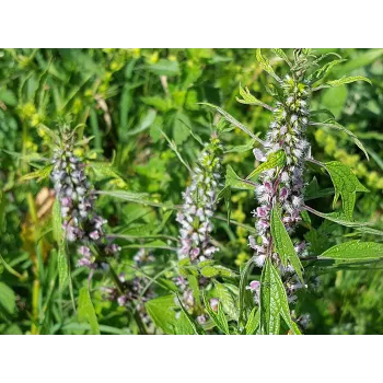 Motherwort leaves Rosmarinus 1 - Rosmarinus (koreni-krumlov.cz / platce DPH) 