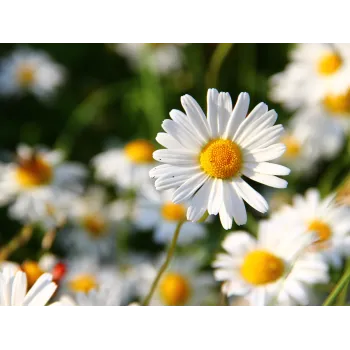 Sedmikráska květ Rosmarinus 1 - Rosmarinus (koreni-krumlov.cz / platce DPH) 