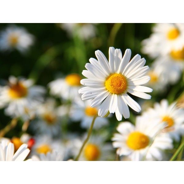 Sedmikráska květ Rosmarinus 1 - Rosmarinus (koreni-krumlov.cz / platce DPH) 