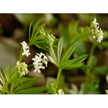 Bedstraw stem Rosmarinus 1 - Rosmarinus (koreni-krumlov.cz / platce DPH) 