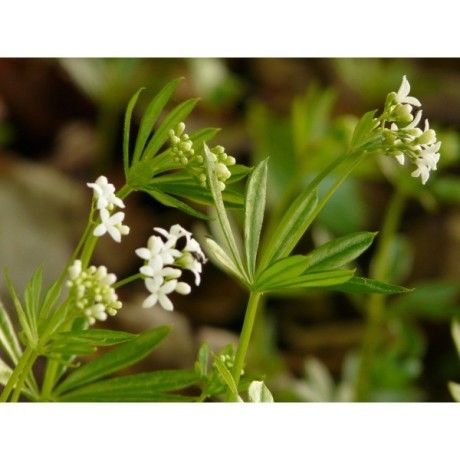 Bedstraw stem Rosmarinus 1 - Rosmarinus (koreni-krumlov.cz / platce DPH) 