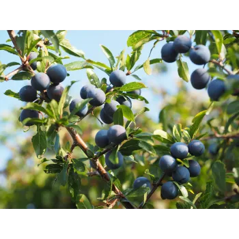 Trnka květ 50g Rosmarinus 1 - Rosmarinus (koreni-krumlov.cz / platce DPH) 