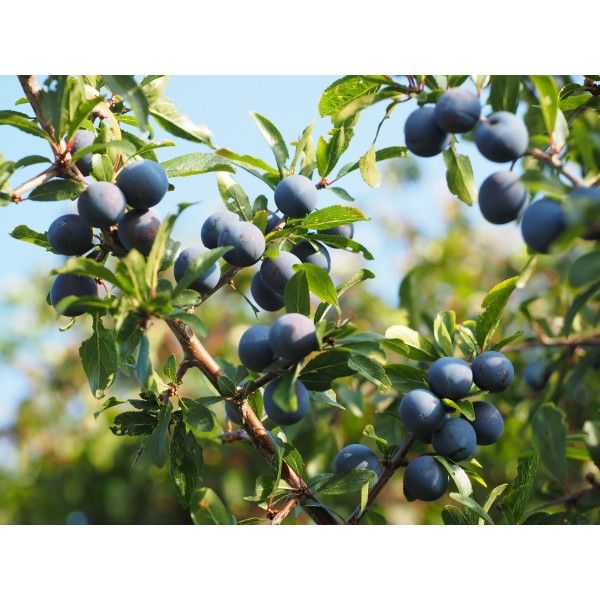 Trnka květ Rosmarinus 1 - Rosmarinus (koreni-krumlov.cz / platce DPH) 