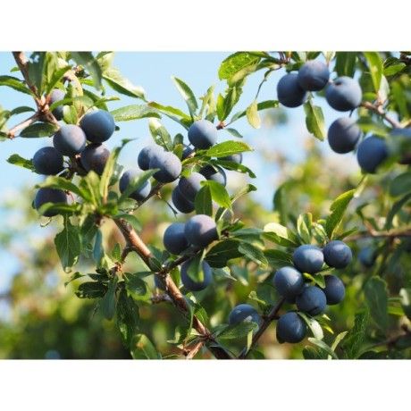 Trnka květ Rosmarinus 1 - Rosmarinus (koreni-krumlov.cz / platce DPH) 