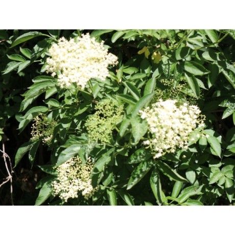 Tužebník nať Rosmarinus 1 - Rosmarinus (koreni-krumlov.cz / platce DPH) 