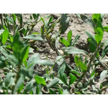 Mare's tail stem Rosmarinus 1 - Rosmarinus (koreni-krumlov.cz / platce DPH) 