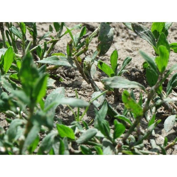 Truskavec nať Rosmarinus 1 - Rosmarinus (koreni-krumlov.cz / platce DPH) 