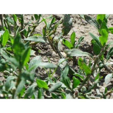 Truskavec nať Rosmarinus 1 - Rosmarinus (koreni-krumlov.cz / platce DPH) 