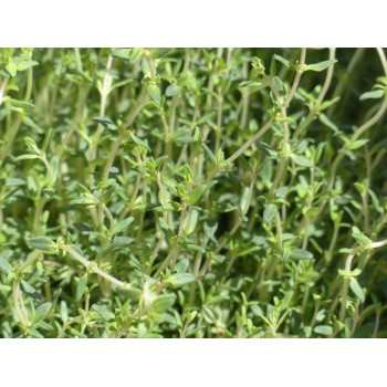 Thyme leaves Rosmarinus 1 - Rosmarinus (koreni-krumlov.cz / platce DPH) 