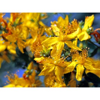 St. John's wort Rosmarinus 1 - Rosmarinus (koreni-krumlov.cz / platce DPH) 