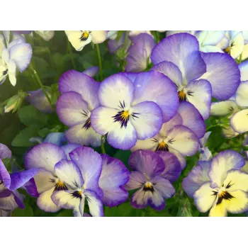 Pansy Rosmarinus 1 - Rosmarinus (koreni-krumlov.cz / platce DPH) 