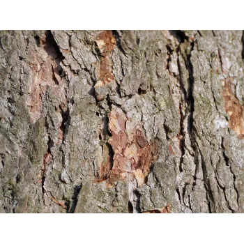 Vrba kůra Rosmarinus 1 - Rosmarinus (koreni-krumlov.cz / platce DPH) 