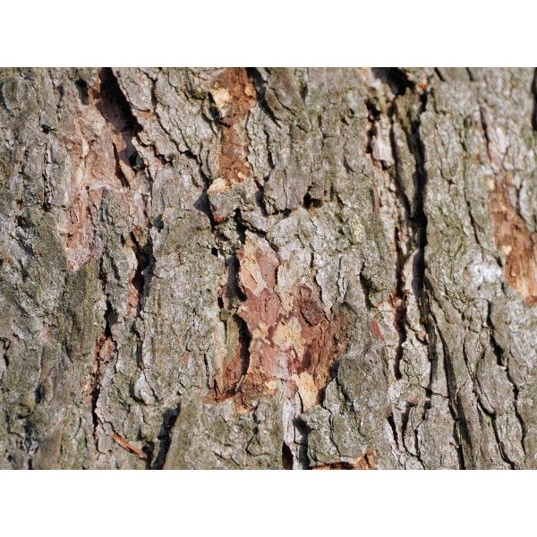 Vrba kůra Rosmarinus 1 - Rosmarinus (koreni-krumlov.cz / platce DPH) 