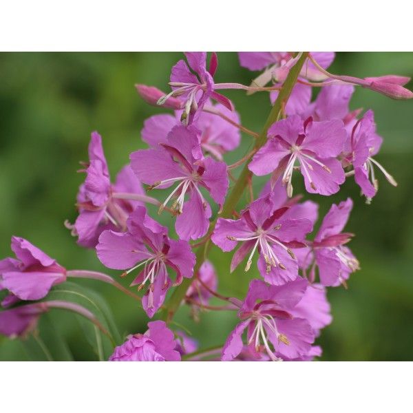 Vrbovka nať Rosmarinus 1 - Rosmarinus (koreni-krumlov.cz / platce DPH) 