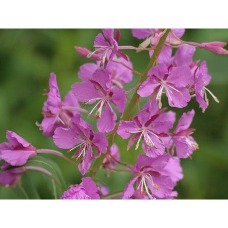 Vrbovka nať Rosmarinus 1 - Rosmarinus (koreni-krumlov.cz / platce DPH) 