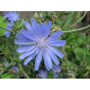 Chicory stem Rosmarinus 1 - Rosmarinus (koreni-krumlov.cz / platce DPH) 
