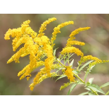 Zlatobýl nať Rosmarinus 1 - Rosmarinus (koreni-krumlov.cz / platce DPH) 