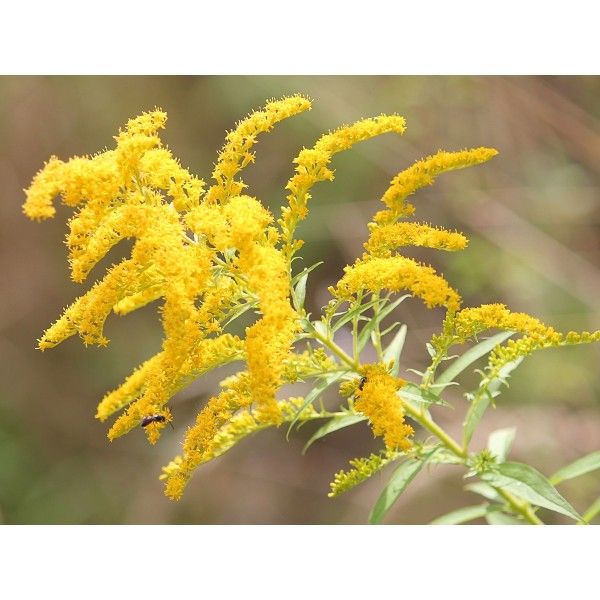 Zlatobýl nať Rosmarinus 1 - Rosmarinus (koreni-krumlov.cz / platce DPH) 