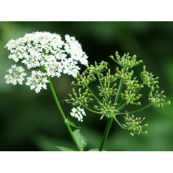 Yarrow leaves Rosmarinus 1 - Rosmarinus (koreni-krumlov.cz / platce DPH) 